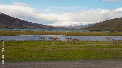 Llamas graze in nature, patagonia, chile. Wild llamas on a background of mountains in Patagonia, Chile photo