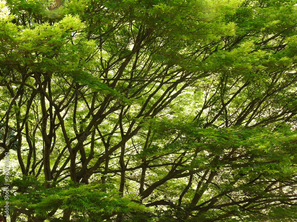 Obraz premium 並木のヴェール