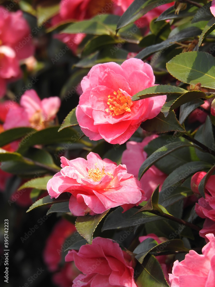 山茶花の植え込み 山茶花の植え込み