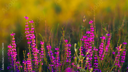 Fleurs de bruyère sauvage se détachant par-dessus un arrière plan verdoyant, aux teintes chaleureuses