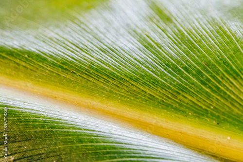 Принти на полотні close up of detail of leaf - Mental Health/wellbeing/wellness/SDGs/biology abstr