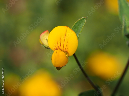 Wildflower (Lotus castellanus) photo