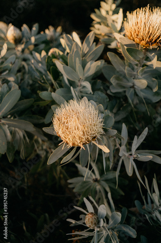 Indigenous South African flower, the Protea