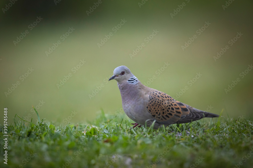 Tourterelle des bois Streptopelia turtur Tourterelle des bois Streptopelia turtur