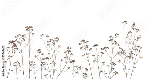 Fototapeta Naklejka Na Ścianę i Meble -  Dry field flowers isolated on white background. Dry wild meadow grasses or herbs.