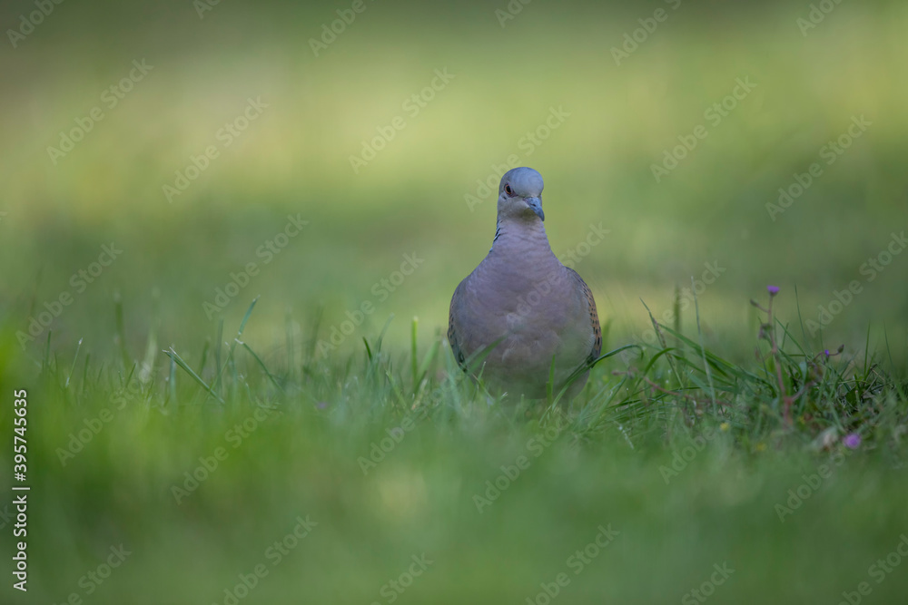 Tourterelle des bois Streptopelia turtur Tourterelle des bois Streptopelia turtur
