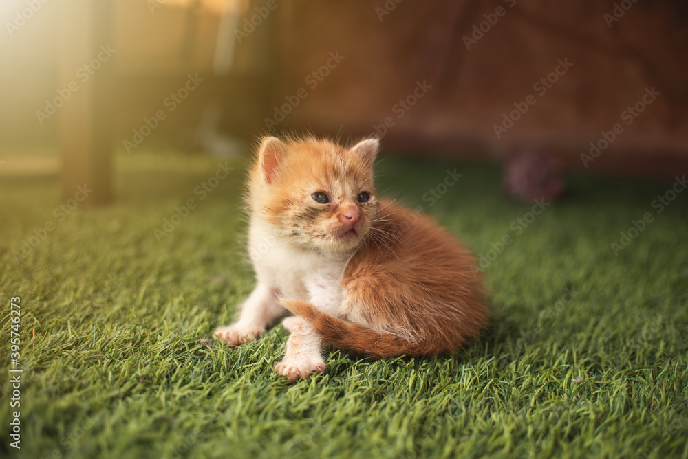 Little baby cat kitten playing in the garden