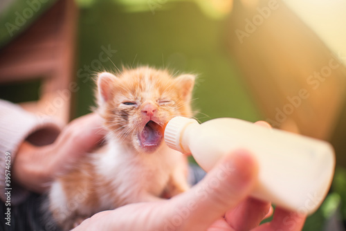 Girl with little cat kitten breastfeeding drinking milk from a feeding bottle newborn outdoors. Vet, animal lover and cat adoption concept.