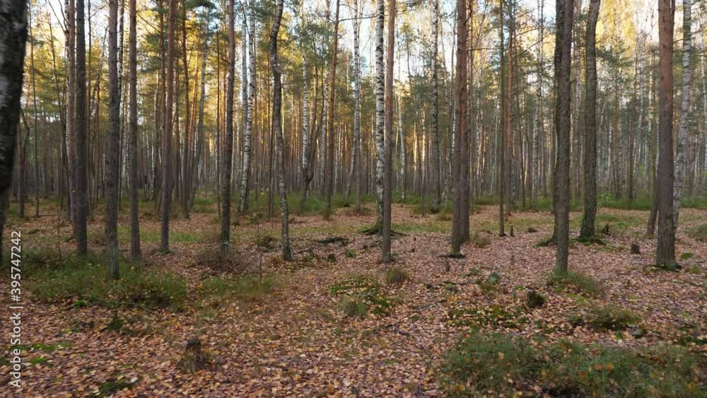 Come through autumn groove, small birch and pine trees around, ground covered with small fallen leaves. Evening sun illuminate trees of sparse forest Come through autumn groove, small birch and pine trees around, ground covered with small fallen leaves. Evening sun illuminate trees of sparse forest