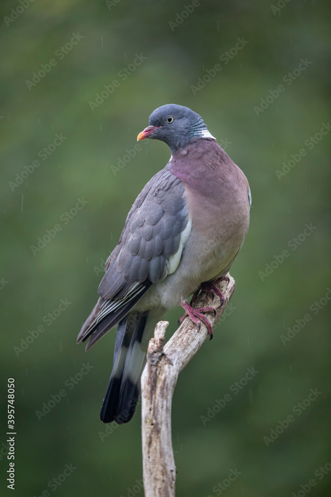 Fototapeta premium Pigeon ramier, palombe, Columba palumus