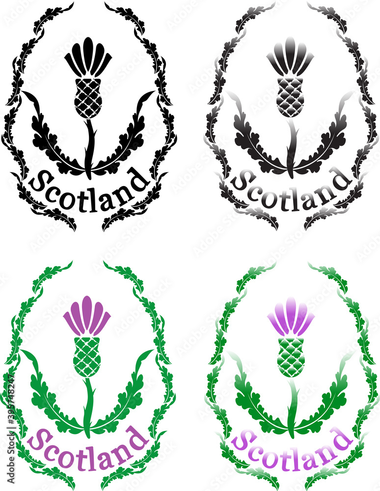 scottish thistle colored and black scottish thistle colored and black