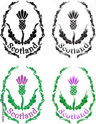 scottish thistle colored and black