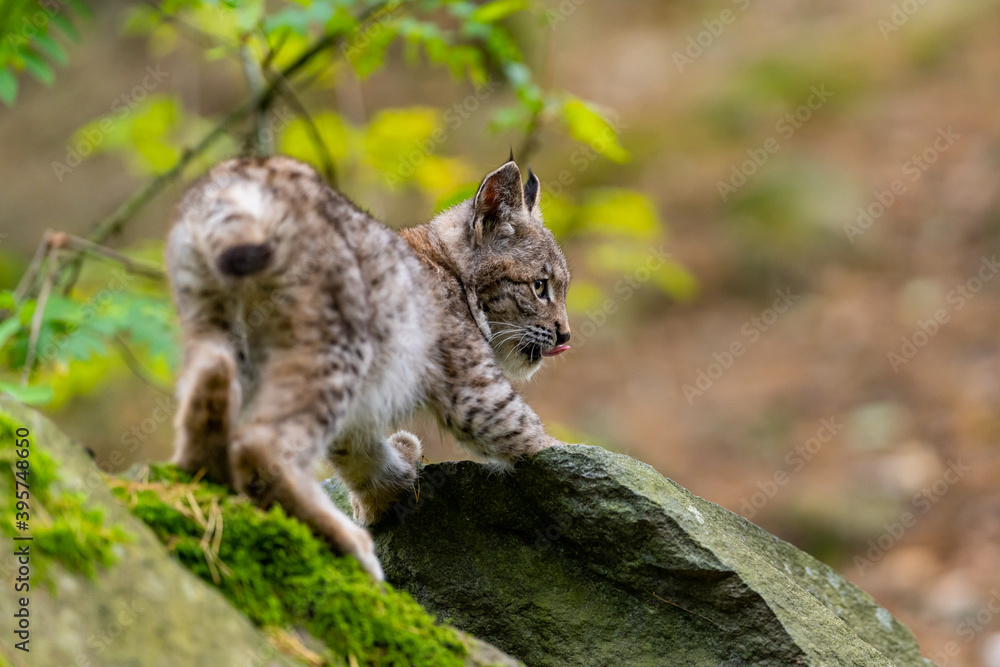 Obraz premium Lynx in green forest with tree trunk. Wildlife scene from nature. Playing Eurasian lynx, animal behaviour in habitat. Wild cat from Germany. Wild Bobcat between the trees