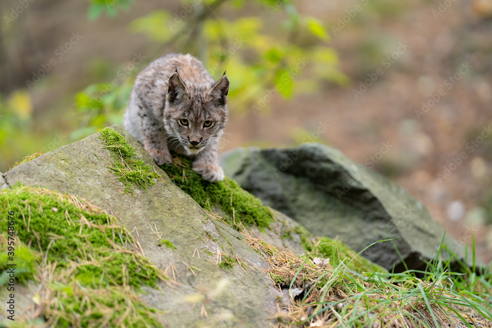 Lynx in green forest with tree trunk. Wildlife scene from nature. Playing Eurasian lynx, animal behaviour in habitat. Wild cat from Germany. Wild Bobcat between the trees Lynx in green forest with tree trunk. Wildlife scene from nature. Playing Eurasian lynx, animal behaviour in habitat. Wild cat from Germany. Wild Bobcat between the trees
