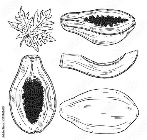 A set of papaya fruits in various forms. Whole and sliced fruit with leaves on a white background. Black outline doodle style.