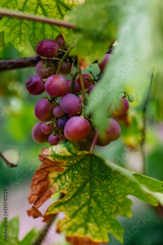 ripening bunches of grapes