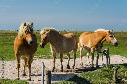 Braune Pferde auf einer Wiese  Hallig Hooge  Nordfriesland  Schleswig-Holstein  Deutschland