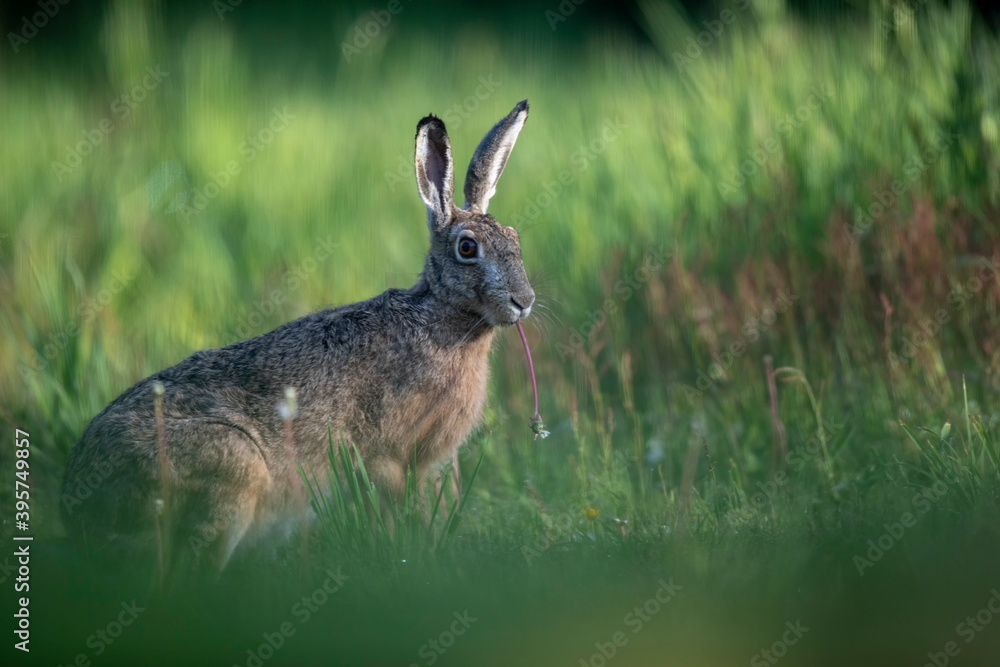 Lièvre d'Europe Lepus europaeus Lièvre d'Europe Lepus europaeus