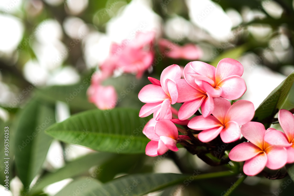 pink and white magnolia frangipani bloom pink and white magnolia frangipani bloom