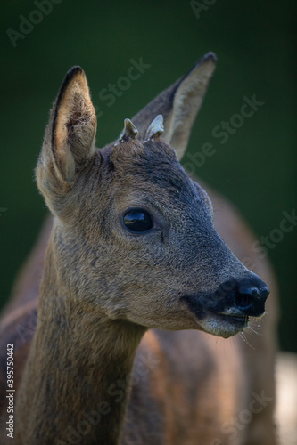 Chevreuil d'Eruope mâle Capreolus capreolus brocard photo