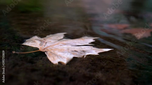 Colorful autumn leafes flowing in the water .Sky reflection in the water in the forest.Close up leafs in the wild nature water .Slow motion of floating leafs.