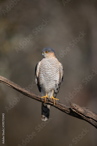 Epervier d'Europe Accipiter nisus