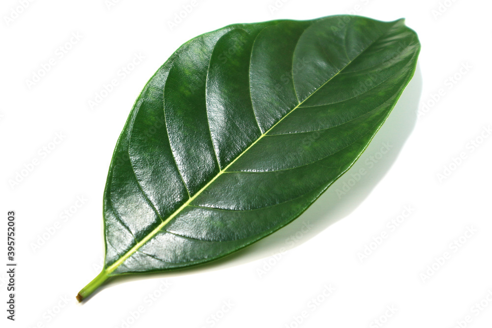 Obraz premium green leaf isolated on white
