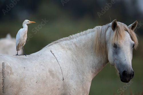Héron garde-boeuf sur cheval de Camargue Bubulcus ibis