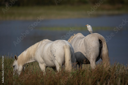 Héron garde-boeuf sur cheval de Camargue Bubulcus ibis