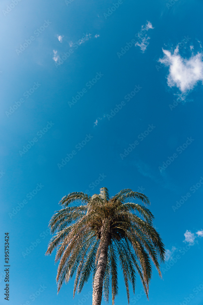 Obraz premium Palm tree with blue sky