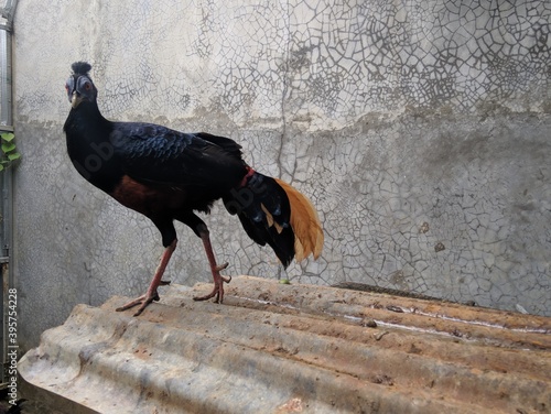 Crested Fireback aka Sempidan Biru photo