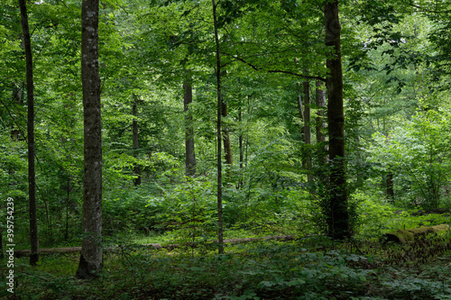 Natural deciduous forest with hornbeam and oak