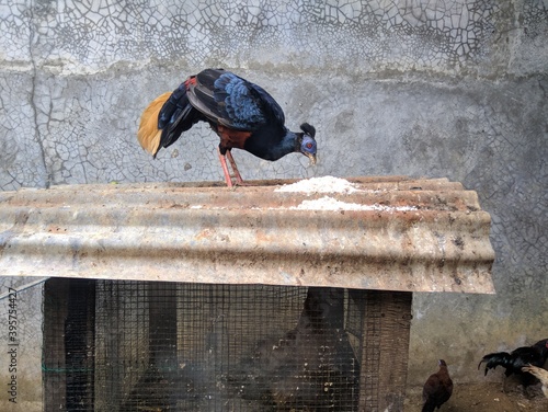 Crested Fireback aka Sempidan Biru photo