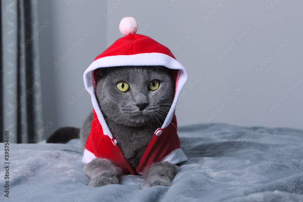 Funny russian blue cat dressed as Santa laying on bed at   holiday moments, Merry Christmas and Happy new year. Stock Photo | Adobe  Stock