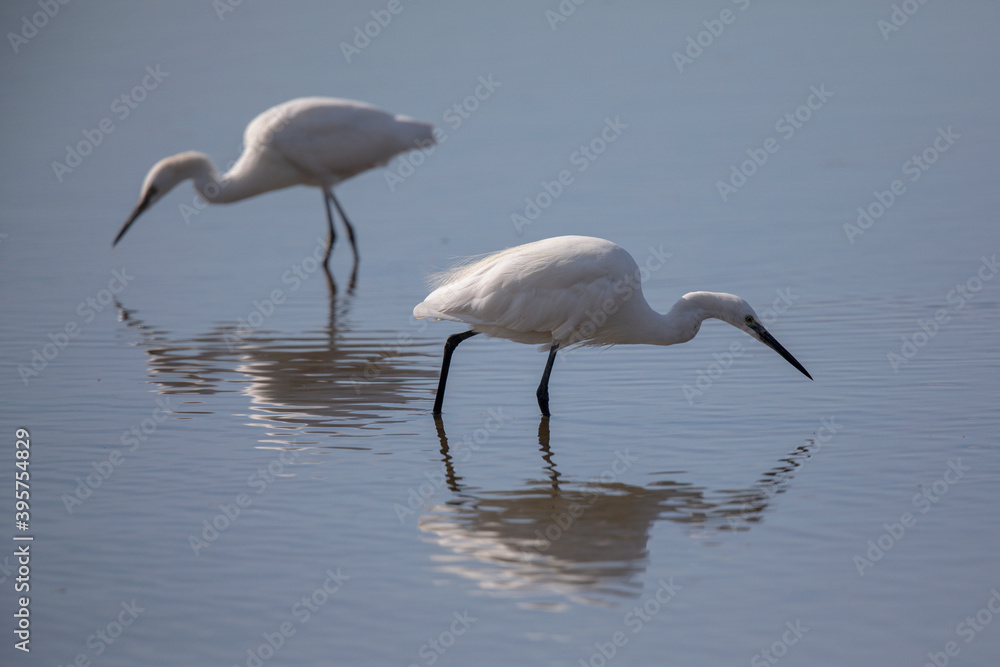 Naklejka premium Aigrette garzette Egretta garzetta