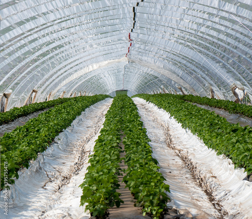 greenhouse photo