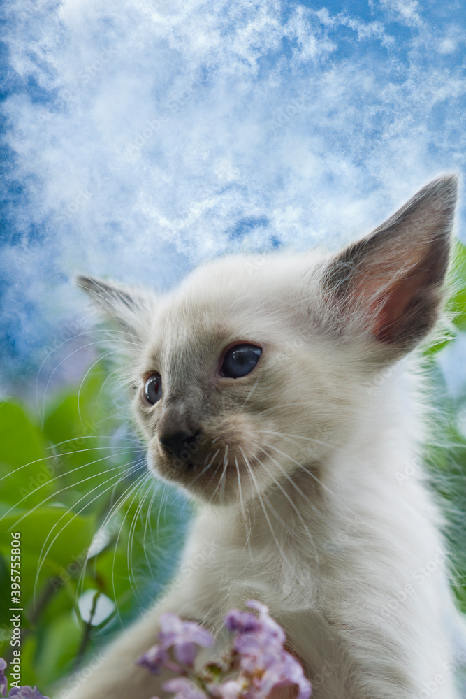 Balinesen Kitten Portrait