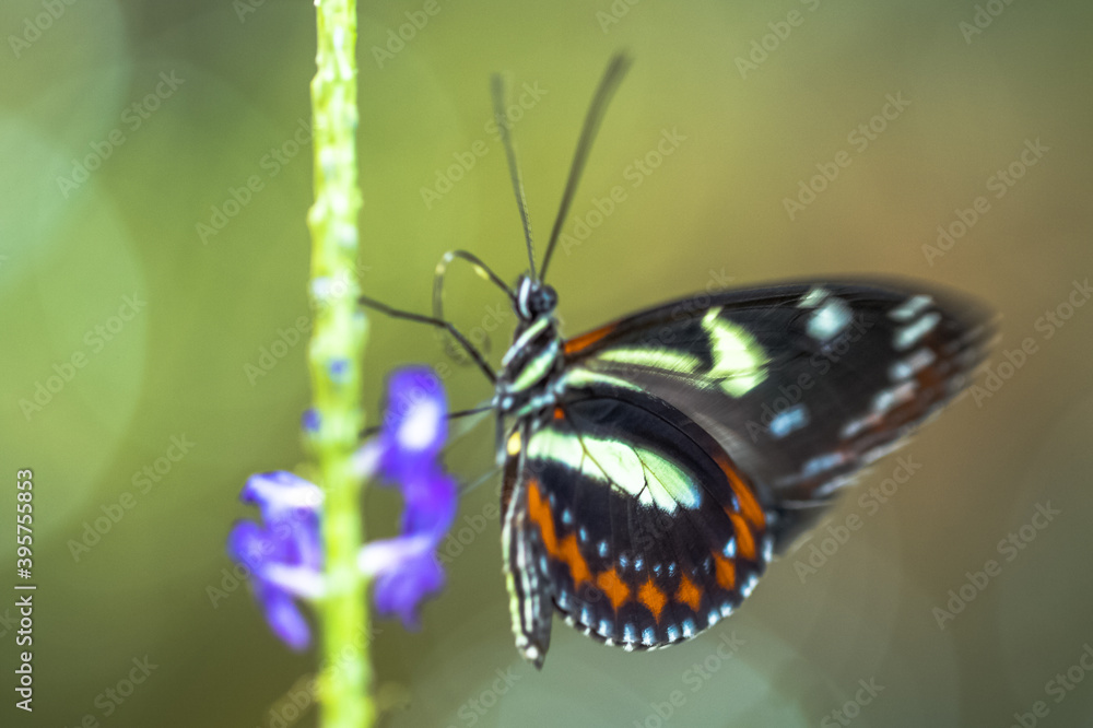 Fototapeta premium I hear the sound of a butterfly