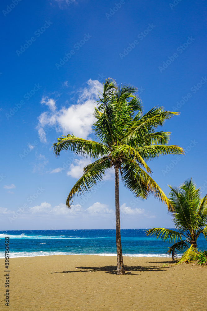 Palm tree of Etang-Sale beach on Reunion Island