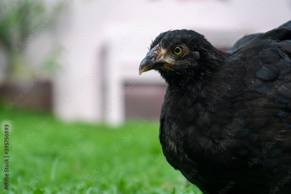 black Wyandotte Chicken on the grass field. black Wyandotte Chicken on the grass field.