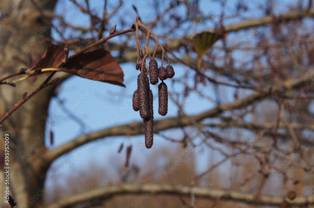 red hazelnut tree with its seeds red hazelnut tree with its seeds