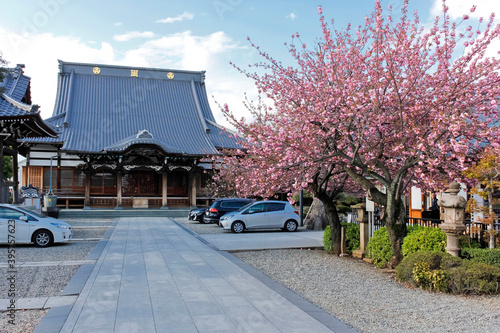 Photography Japanese temple and cherry blossom