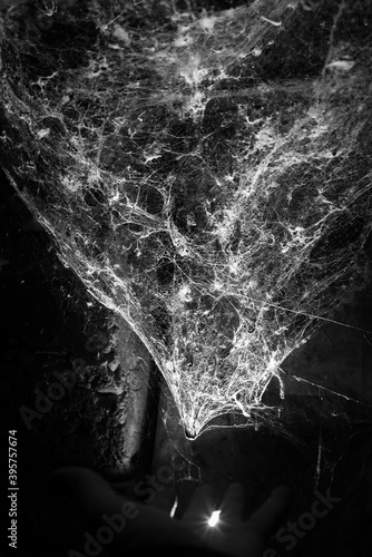 Fototapeta spiderweb on a dark background