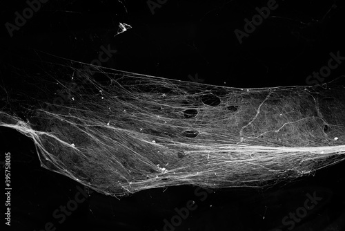 Fotografie, Obraz spiderweb on a dark background