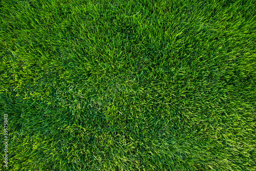Green grass background. Vivid green football grass for decoration or design.The top view on natural freshly cut grass golf field. Grass texture