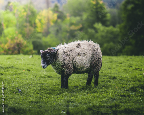 A lone sheep standing in a field .