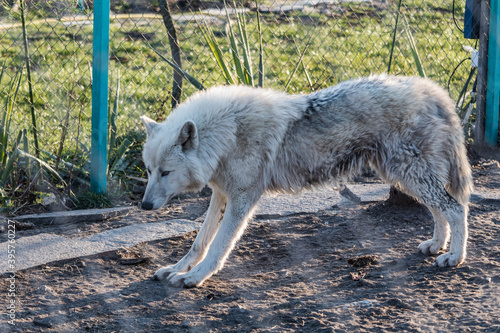 White wolf