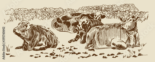 Cows in field dry stone wall paddock Hand drawn sketch. Farm rural landscape. Vector illustration