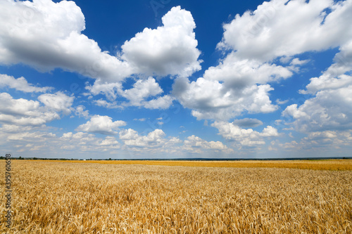 Beautiful cloudy sky and golden fields