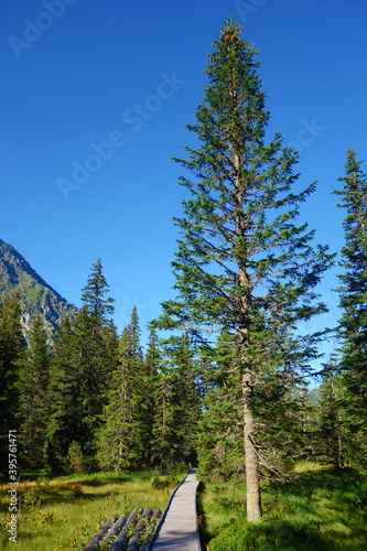 Wooden hiking path in Koprova dolina, High Tatras national park, Slovakia photo